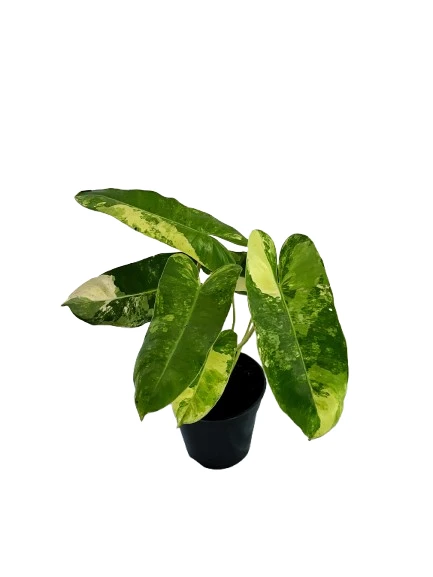 Philodendron Burle Marx variegated plant - image 2