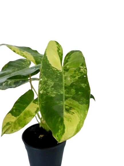 Philodendron Burle Marx variegated plant - image 3