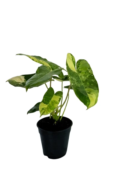 Philodendron Burle Marx variegated plant - image 4