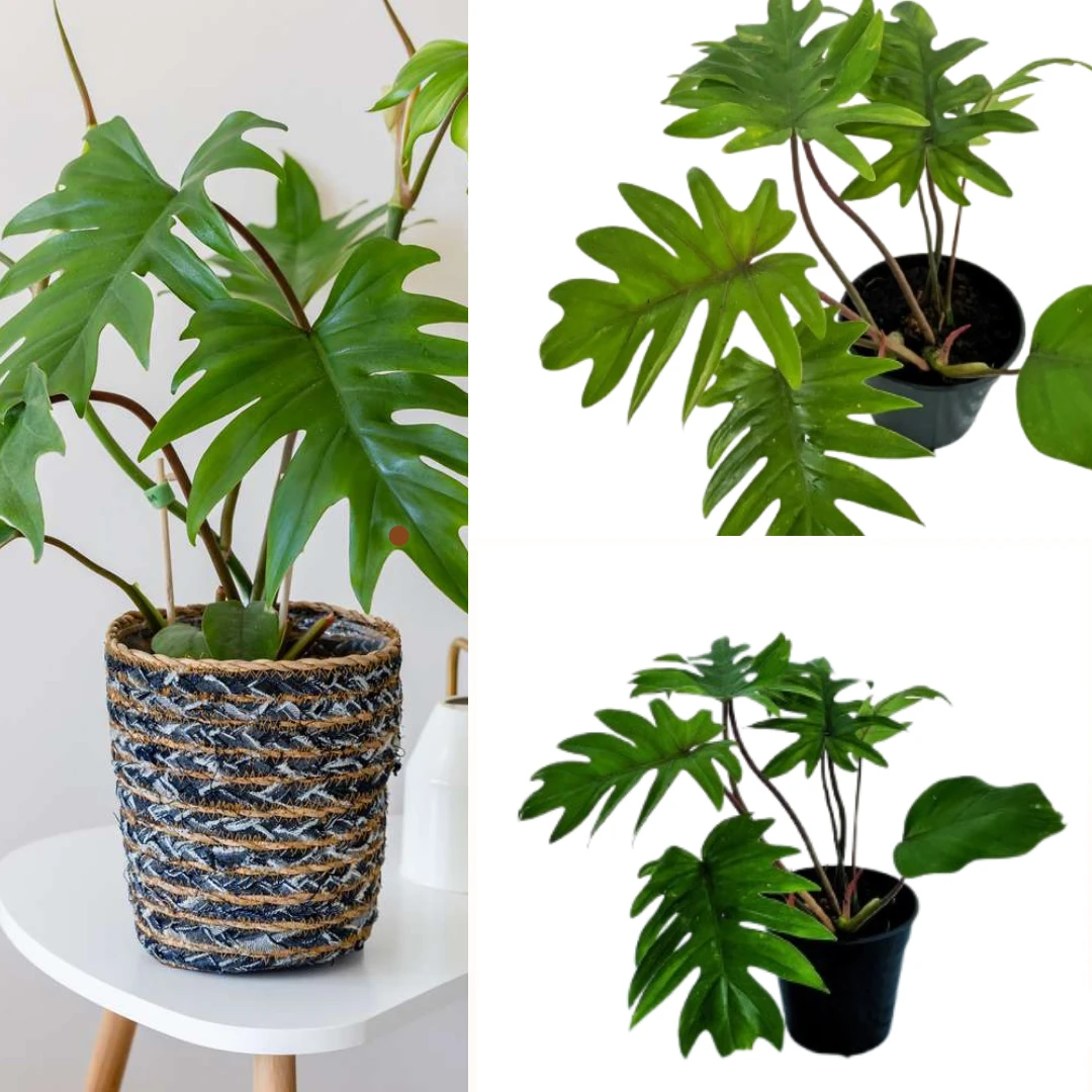 Philodendron mayoi plant