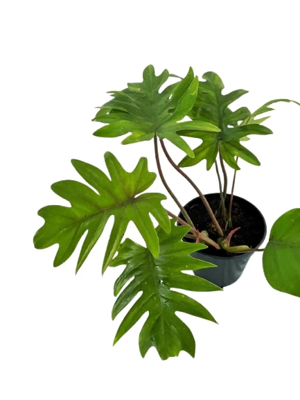 Philodendron mayoi plant - image 2