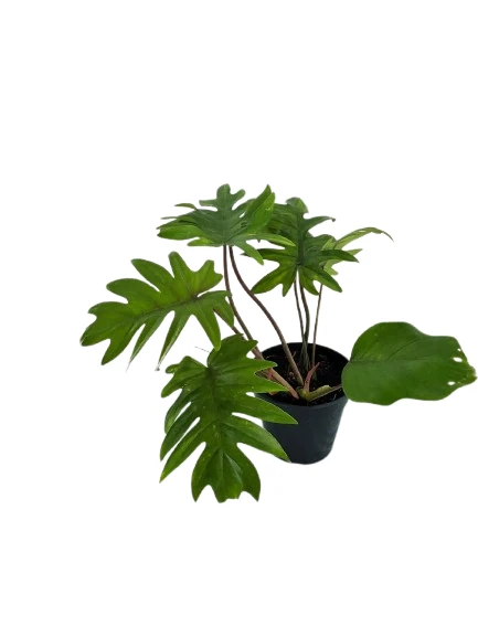 Philodendron mayoi plant - image 3