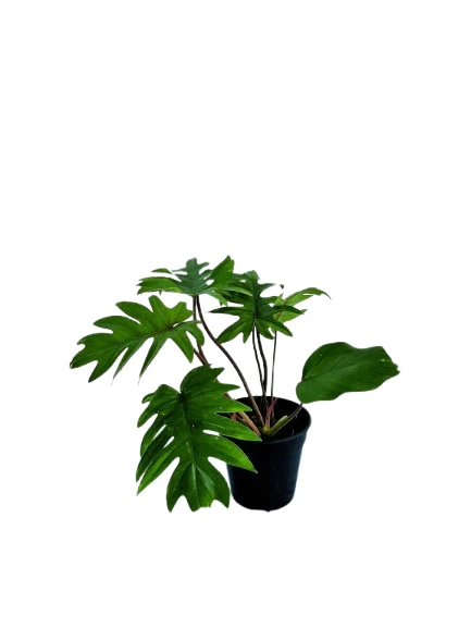 Philodendron mayoi plant - image 4
