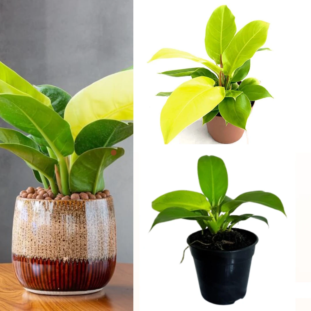 philodendron moonlight plant