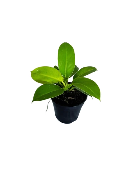 philodendron moonlight plant - image 2