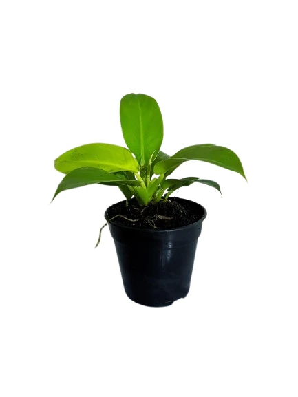 philodendron moonlight plant - image 3