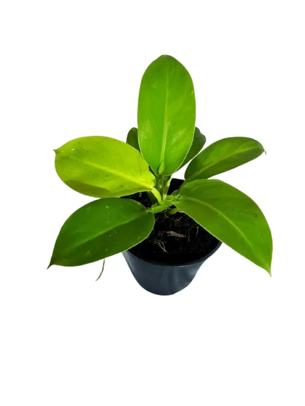 philodendron moonlight plant - image 4
