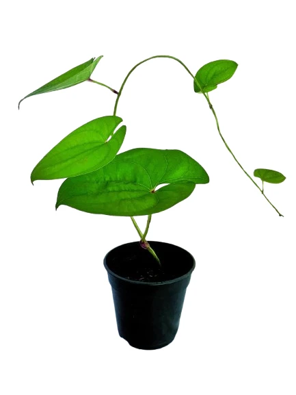 Purple yam/රාජ අල plant - image 2