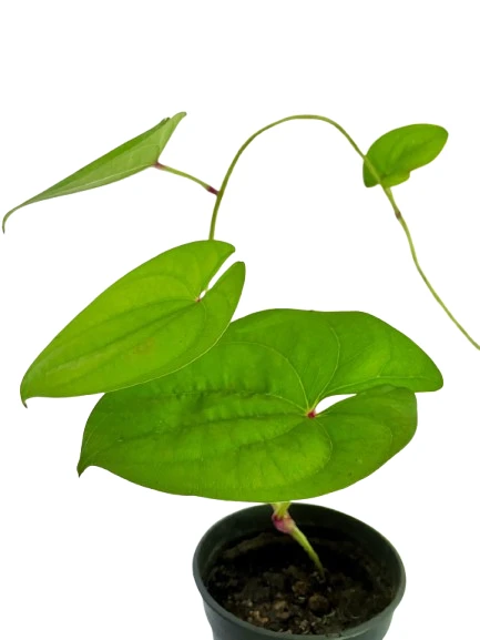 Purple yam/රාජ අල plant - image 4