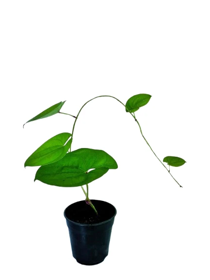 Purple yam/රාජ අල plant - image 5