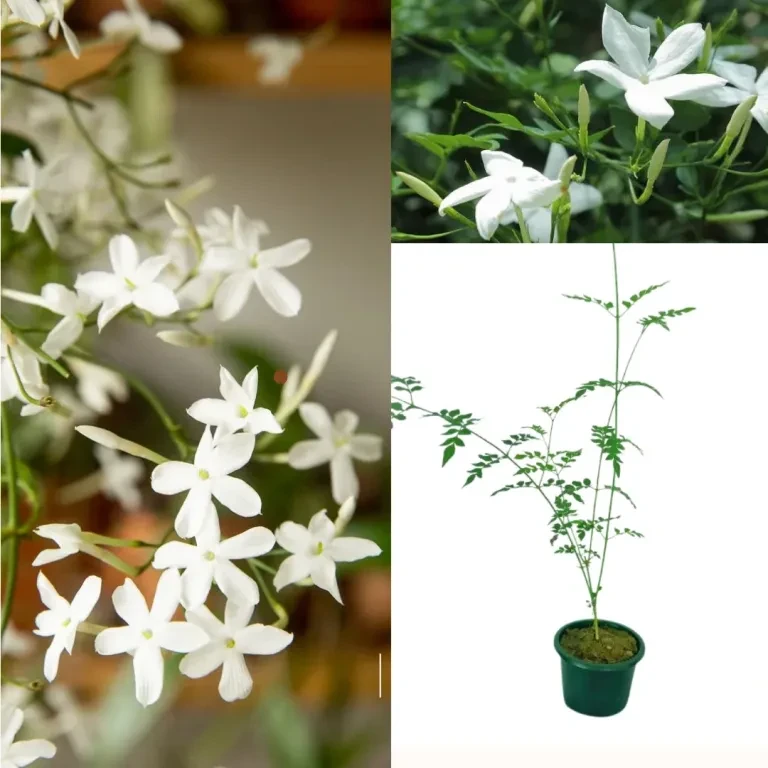 Saman Pichcha Plant - image 1
