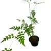 Saman Pichcha Plant - image 3