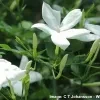 Saman Pichcha Plant - image 4