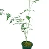 Saman Pichcha Plant - image 5