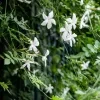 Saman Pichcha Plant - image 6