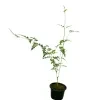 Saman Pichcha Plant - image 7