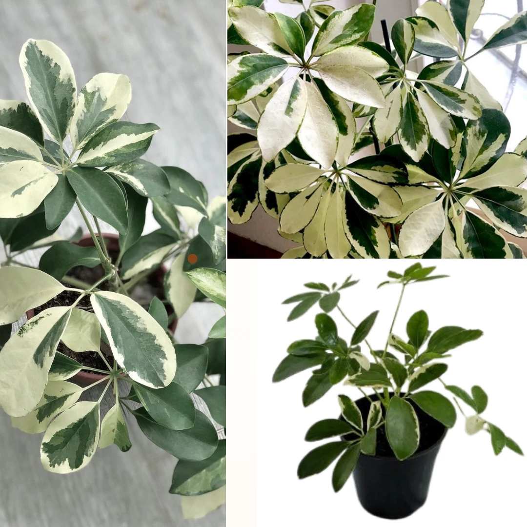 Schefflera white variegated plant