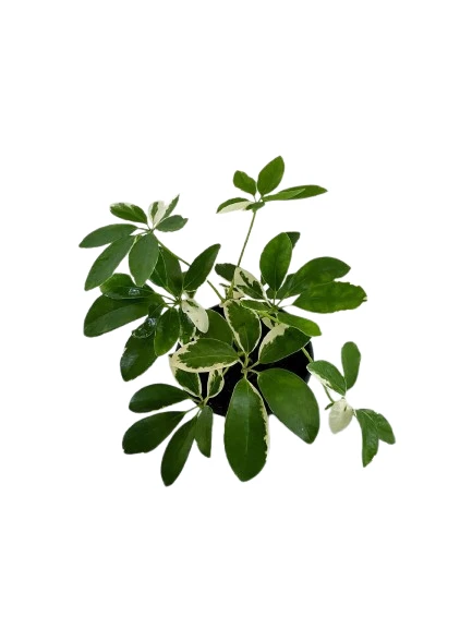 Schefflera white variegated plant - image 2