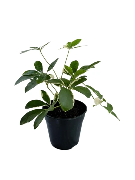 Schefflera white variegated plant - image 3