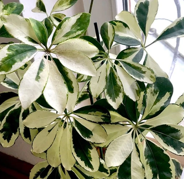 Schefflera white variegated plant - image 4