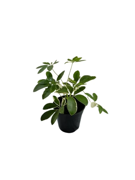 Schefflera white variegated plant - image 5