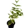 Sepalika (variegated) - image 2