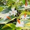 Sepalika (variegated) - image 3