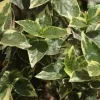 Sepalika (variegated) - image 4