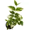 Sepalika (variegated) - image 5