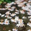 Sepalika (variegated) - image 6