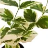 Sepalika (variegated) - image 7