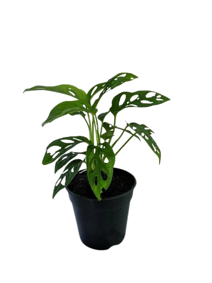 Swiss cheese plant - image 2