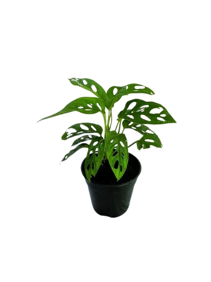 Swiss cheese plant - image 3