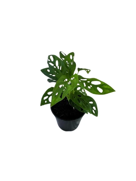 Swiss cheese plant - image 4
