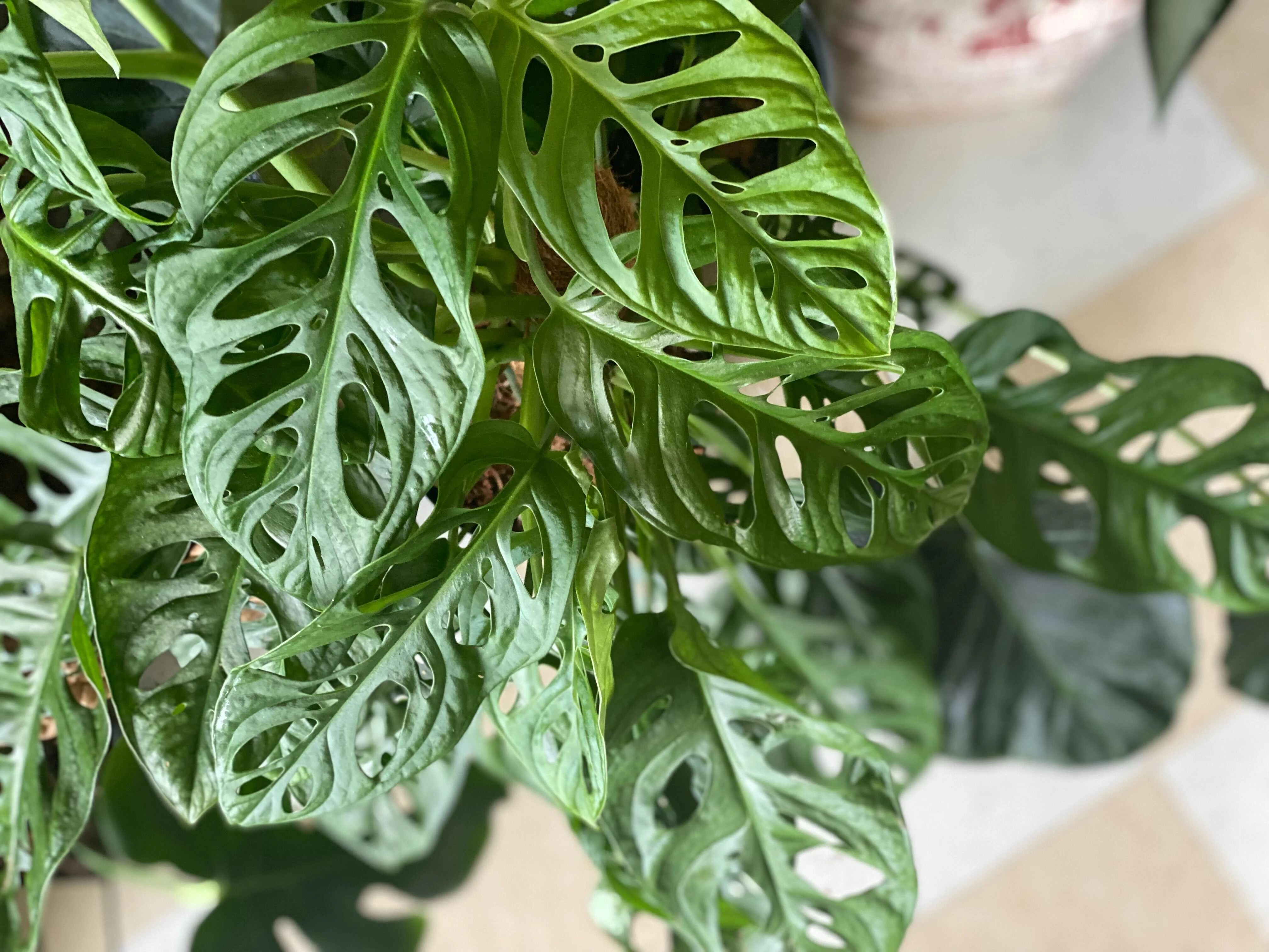 Swiss cheese plant - image 5