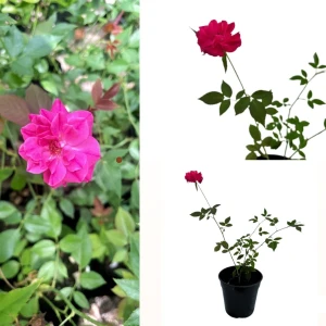 Baby rose Pink plant