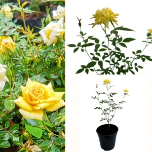 Baby rose plant yellow