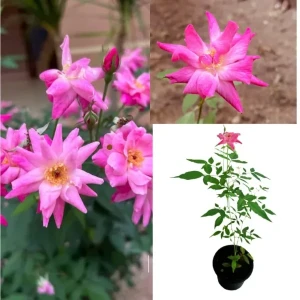 Chinese rose (pink) plant