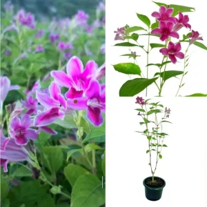 Chinese vialot plant (pink)
