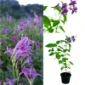 Chinese vialot plant ( purple )