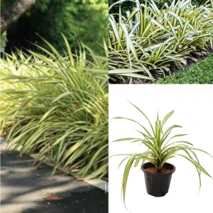 Chlorophytum spider plant