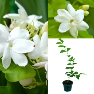 Classic jasmine plant