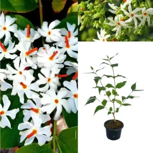 Classic Sepalika Plant