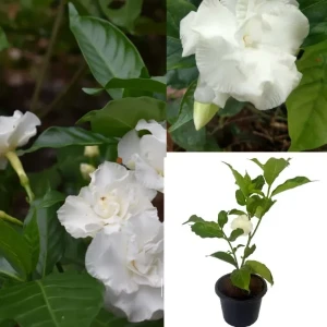 Crape Jasmine Plant (Double petal)