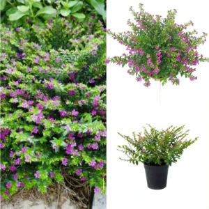 Cuphea plant pink