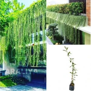 Curtain Creepers Plant