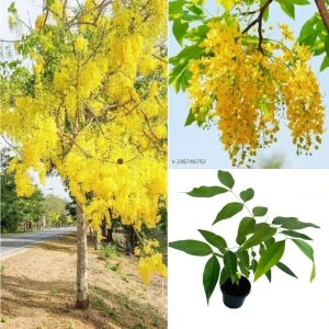 Ehela (Golden Shower) Plant