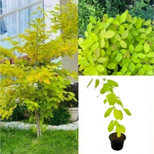 Golden legium ( kaha karanda ) plant
