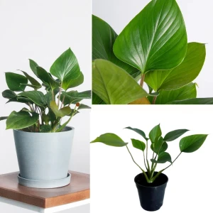 Homalomena Emerald Gem Plant