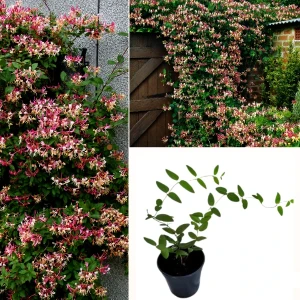 honeysuckle plant
